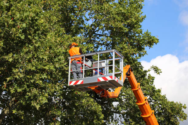 Best Tree Removal  in Midway, GA