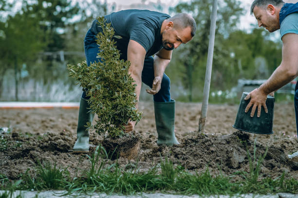 Best Stump Grinding and Removal  in Midway, GA