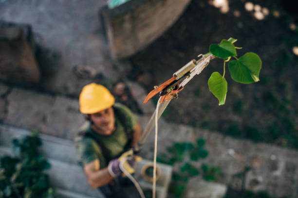 How Our Tree Care Process Works  in  Midway, GA