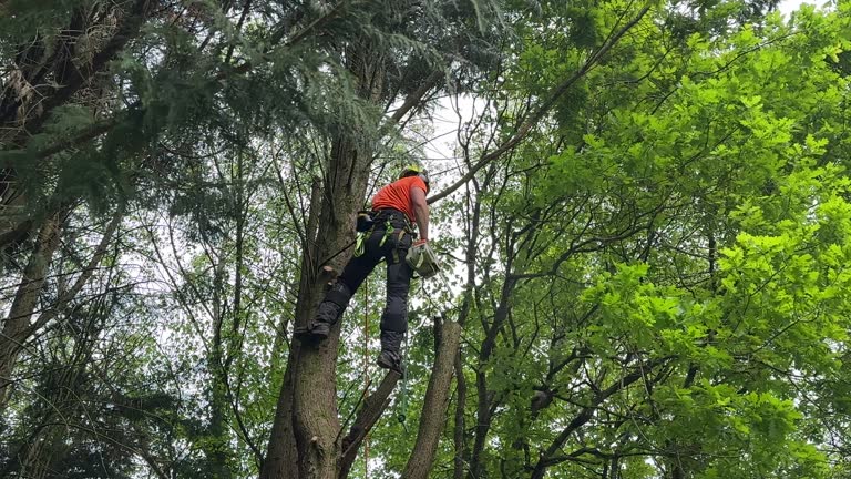 Best Hazardous Tree Removal  in Midway, GA