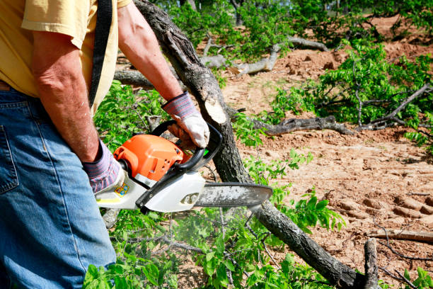 Best Fruit Tree Pruning  in Midway, GA